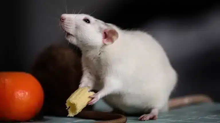 Une découverte stupéfiante : ces rats pilotes de mini-voitures sont fous de leurs escapades motorisées