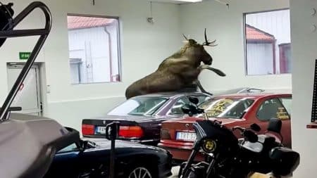Cet élan furieux transforme un garage en scène de chaos : deux BMW classiques en pièces détachées après l&rsquo;assaut d&rsquo;une force sauvage